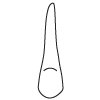 Tooth 11