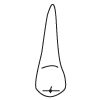 Tooth 12