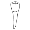 Tooth 21