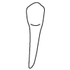 Tooth 22