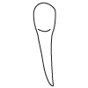 Tooth 27