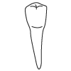 Tooth 29