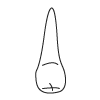 Tooth 4