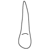 Tooth 6
